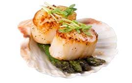 Scallops